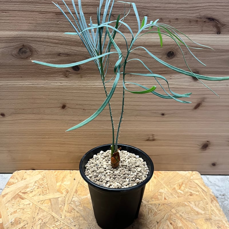 サイカス カイルンシアナ | GREEN LUCK