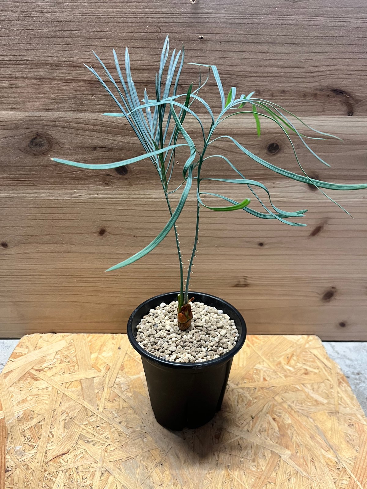 ベストセレクト サイカス カイルンシアナ スーパーブルー ドワーフ サイカス カイルンシアナ | GREEN LUCK