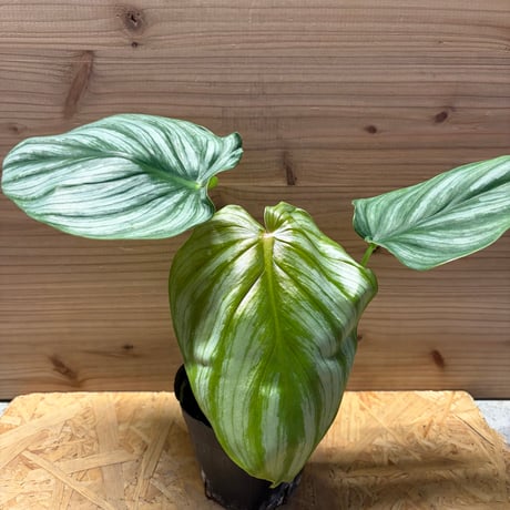 フィロデンドロン | STORES