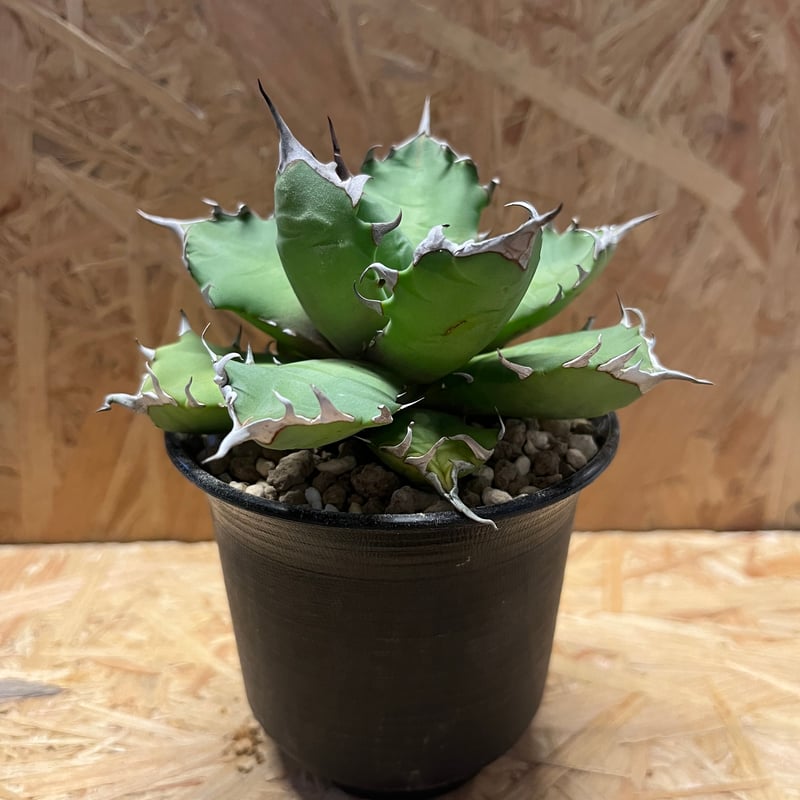 迫力！　アガベ チタノタ　約20センチ 迫力！ アガベ チタノタ 約20センチ