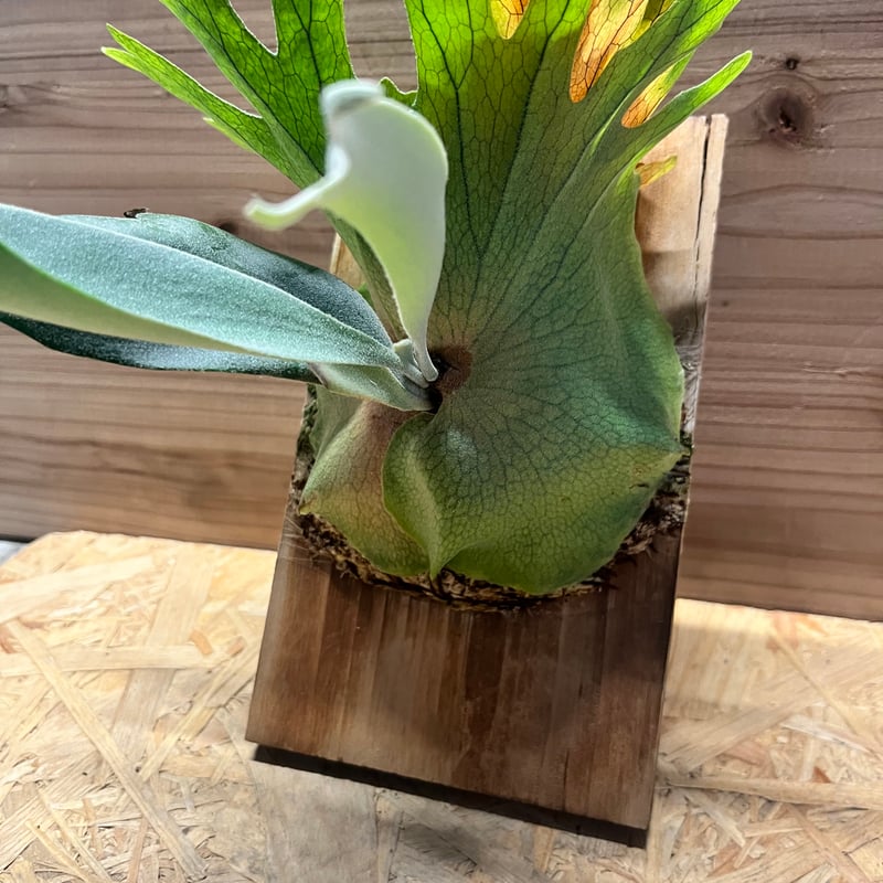 ビカクシダ ウィリンキー | GREEN LUCK