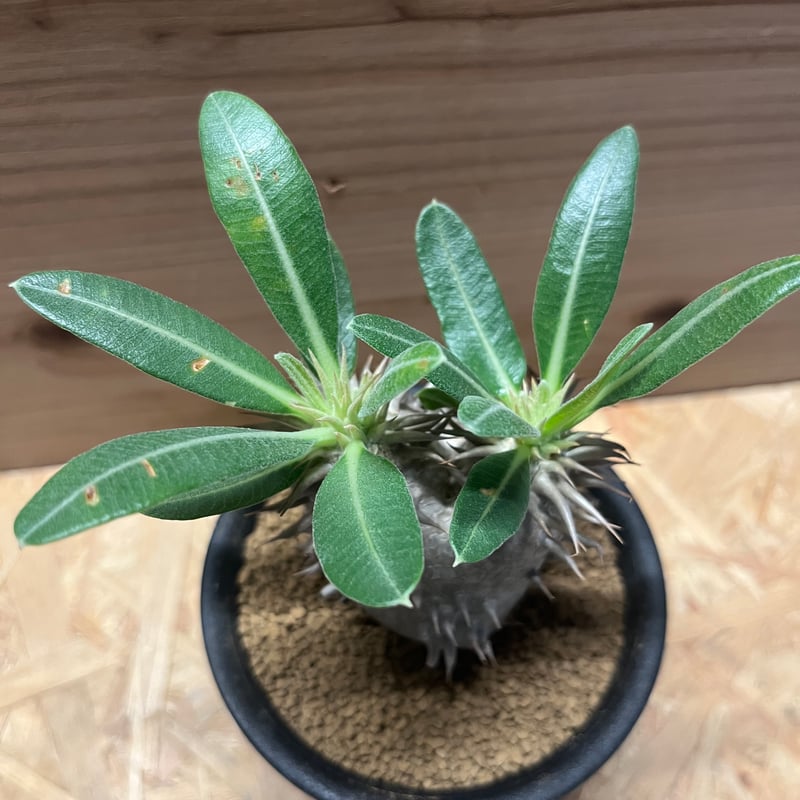 パキポディウム エブレネウム | GREEN LUCK