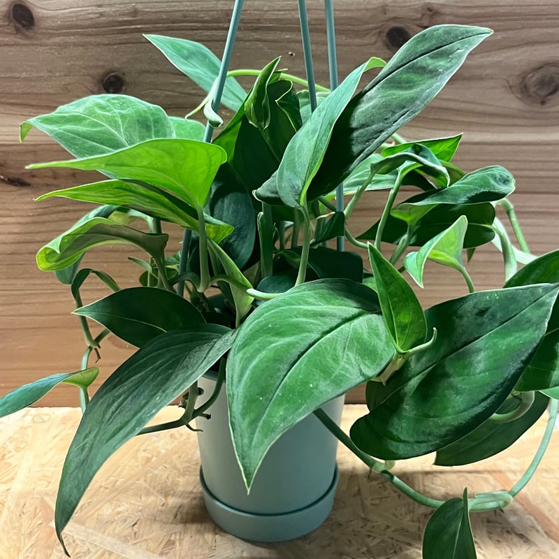 その他観葉植物 / 楽天市場】観葉植物 モンステラ 2224 3.5号吊り鉢(個体おまかせ1鉢