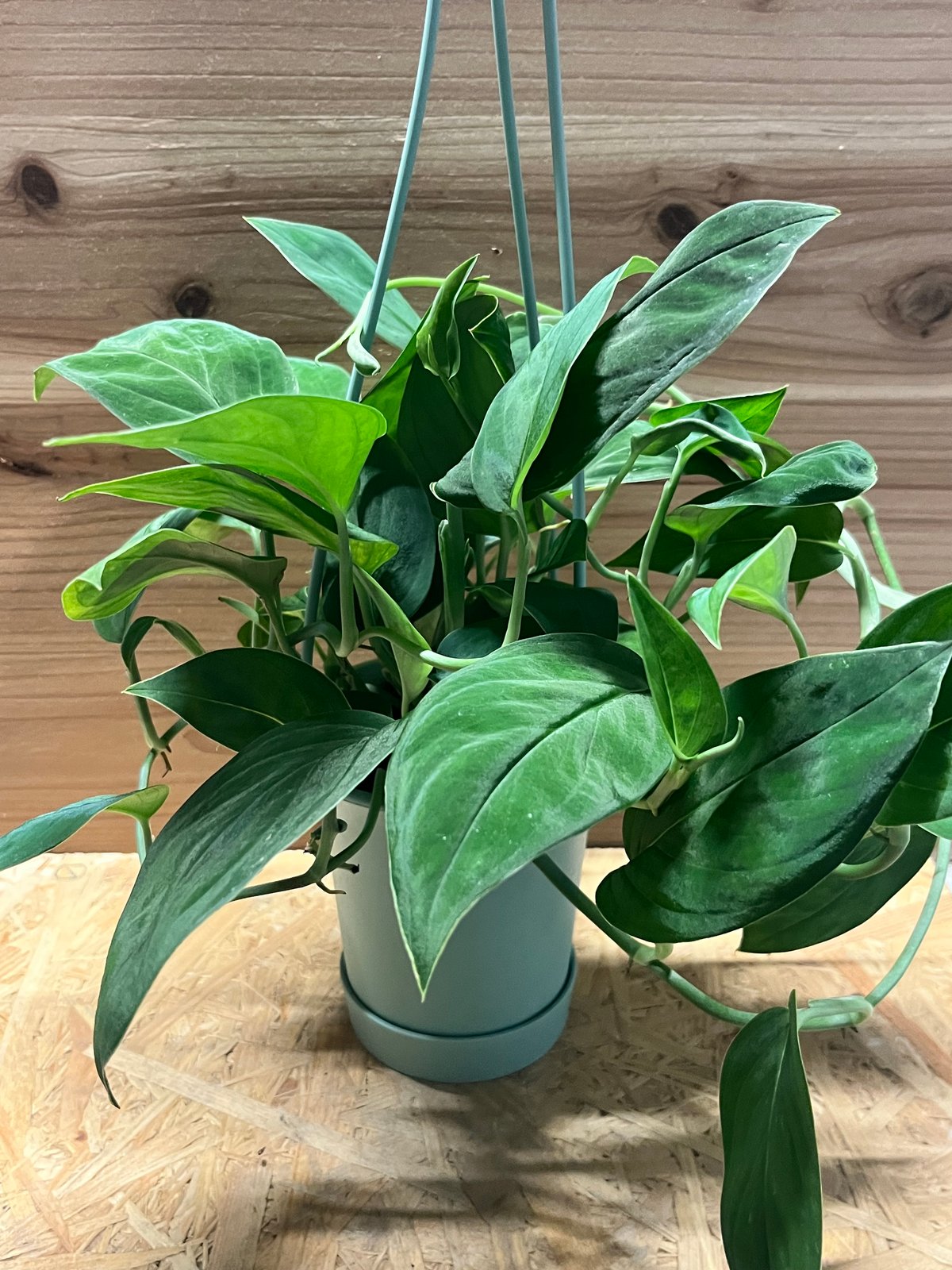 モンステラ 2224 | GREEN LUCK