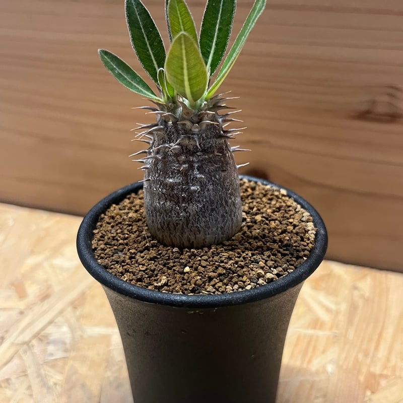 パキポディウム 伊藤ハイブリッド | GREEN LUCK