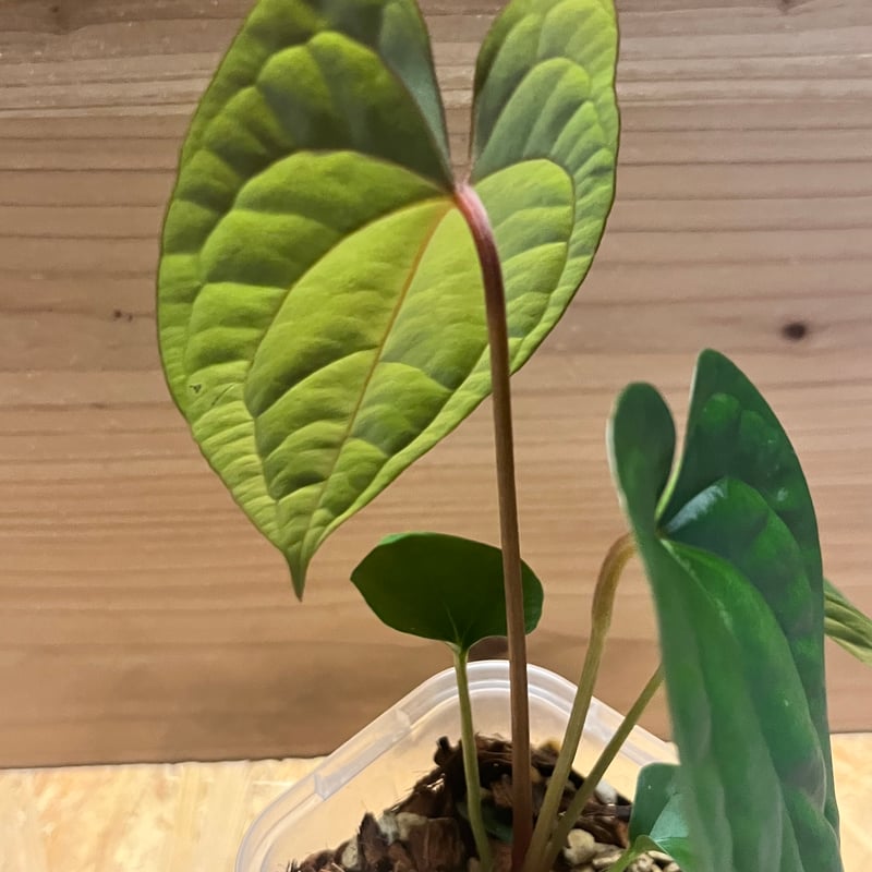 アンスリウム パピリラミナム 'ワイルド レッドベイン'×ルクスリアンス