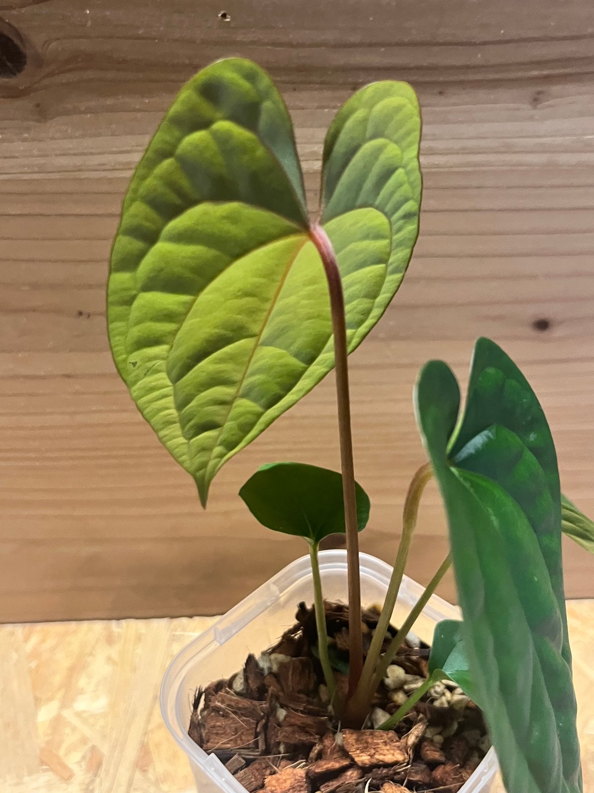 アンスリウム パピリラミナム 'ワイルド レッドベイン'×ルクスリアンス