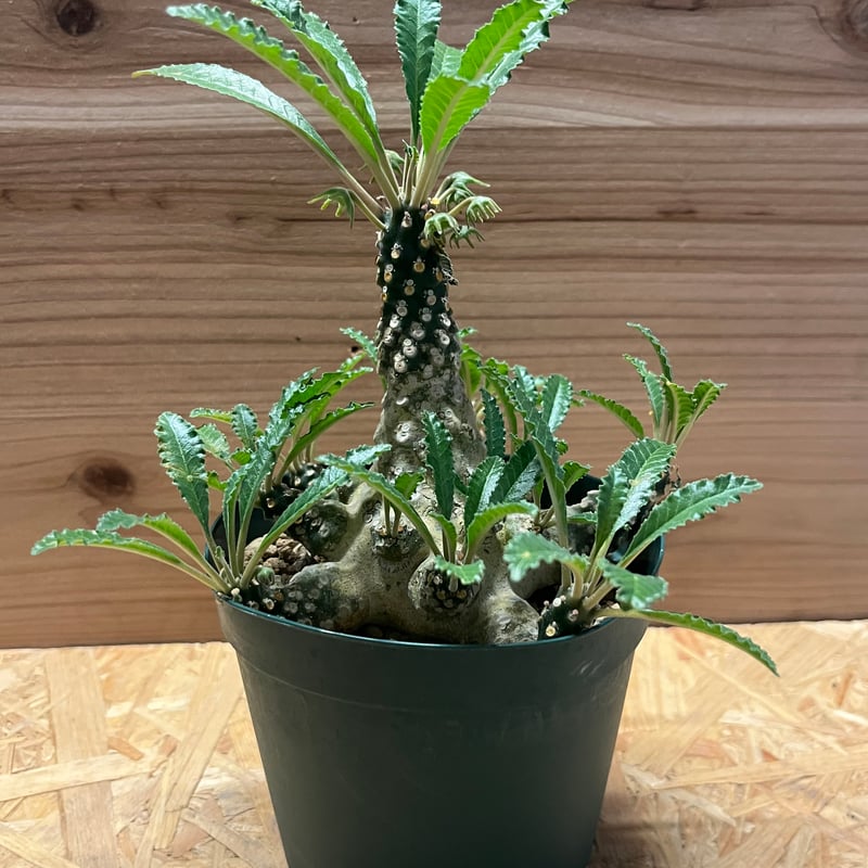 ドルステニア ラブラニー | GREEN LUCK