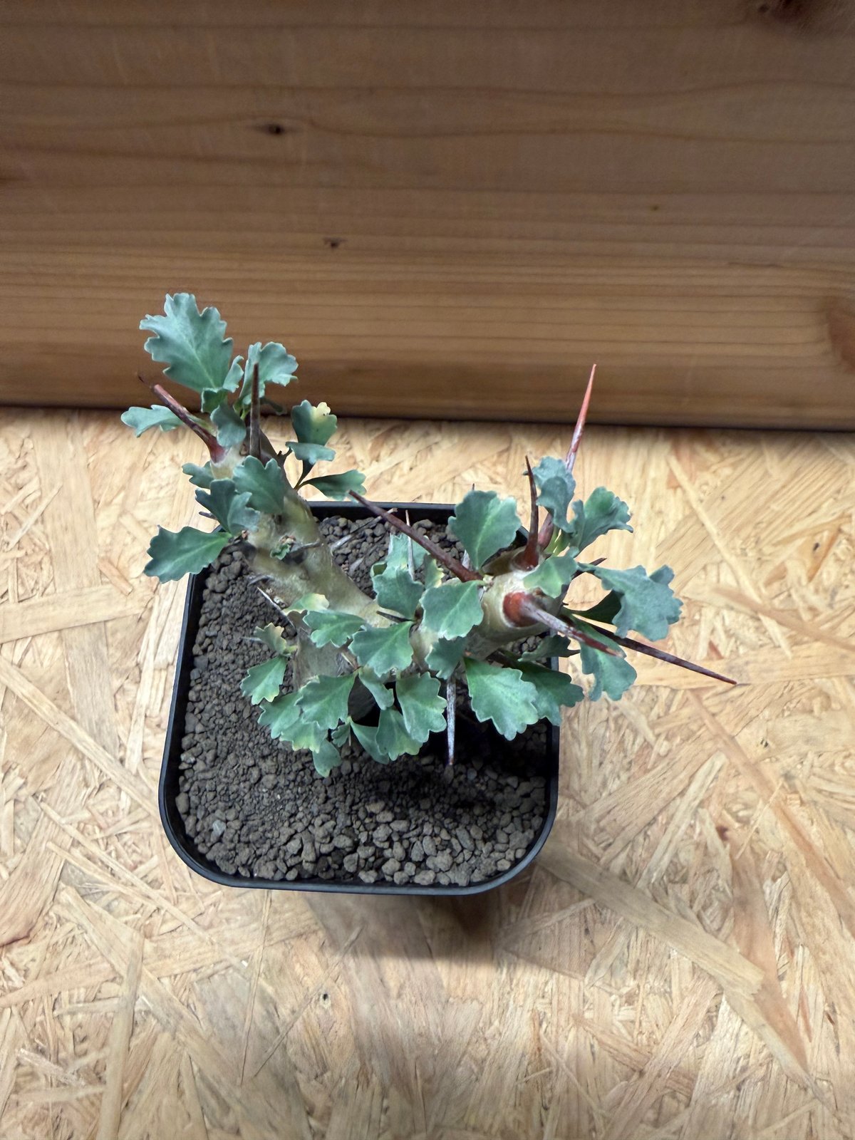 モンソニア クラシカウリス | GREEN LUCK