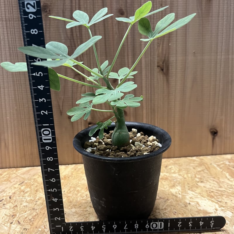 アデニア グラウカ | GREEN LUCK