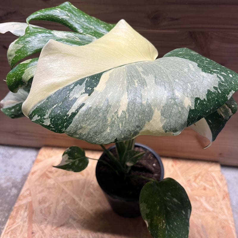 斑入りモンステラ タイコンステレーション 極斑タイプ | GREEN LUCK