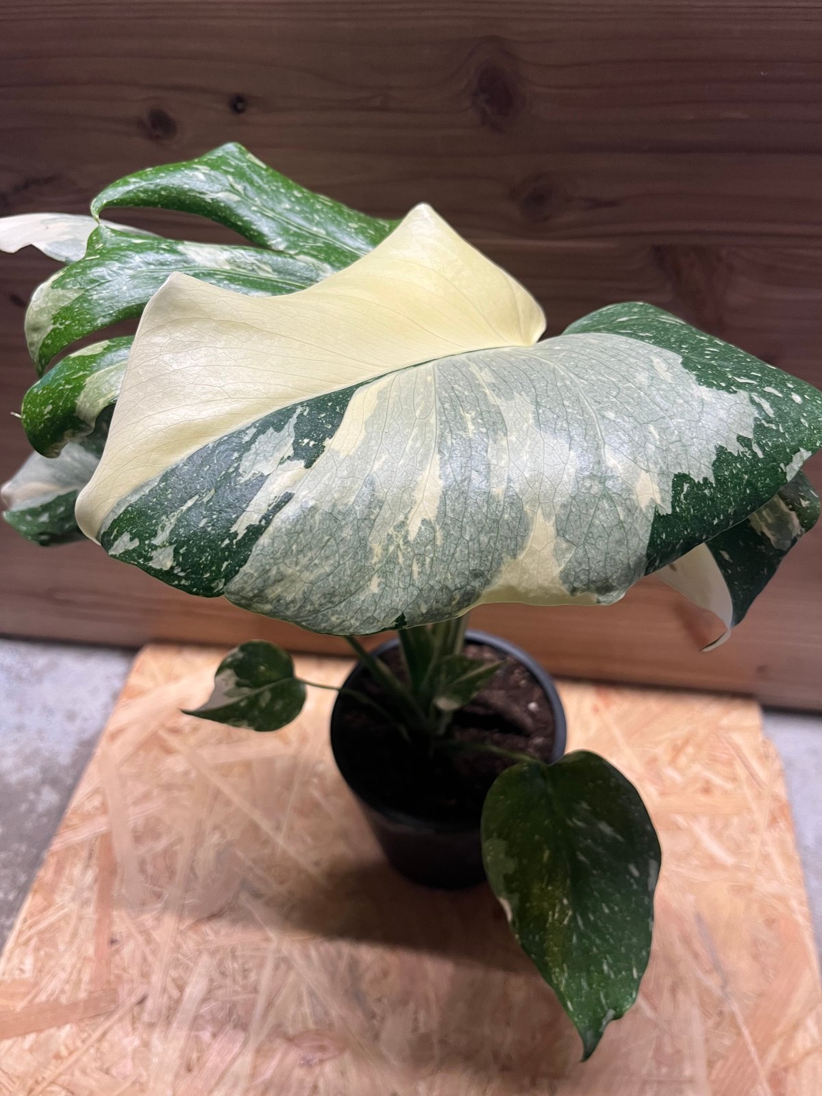 fit=scale-down,w=1200