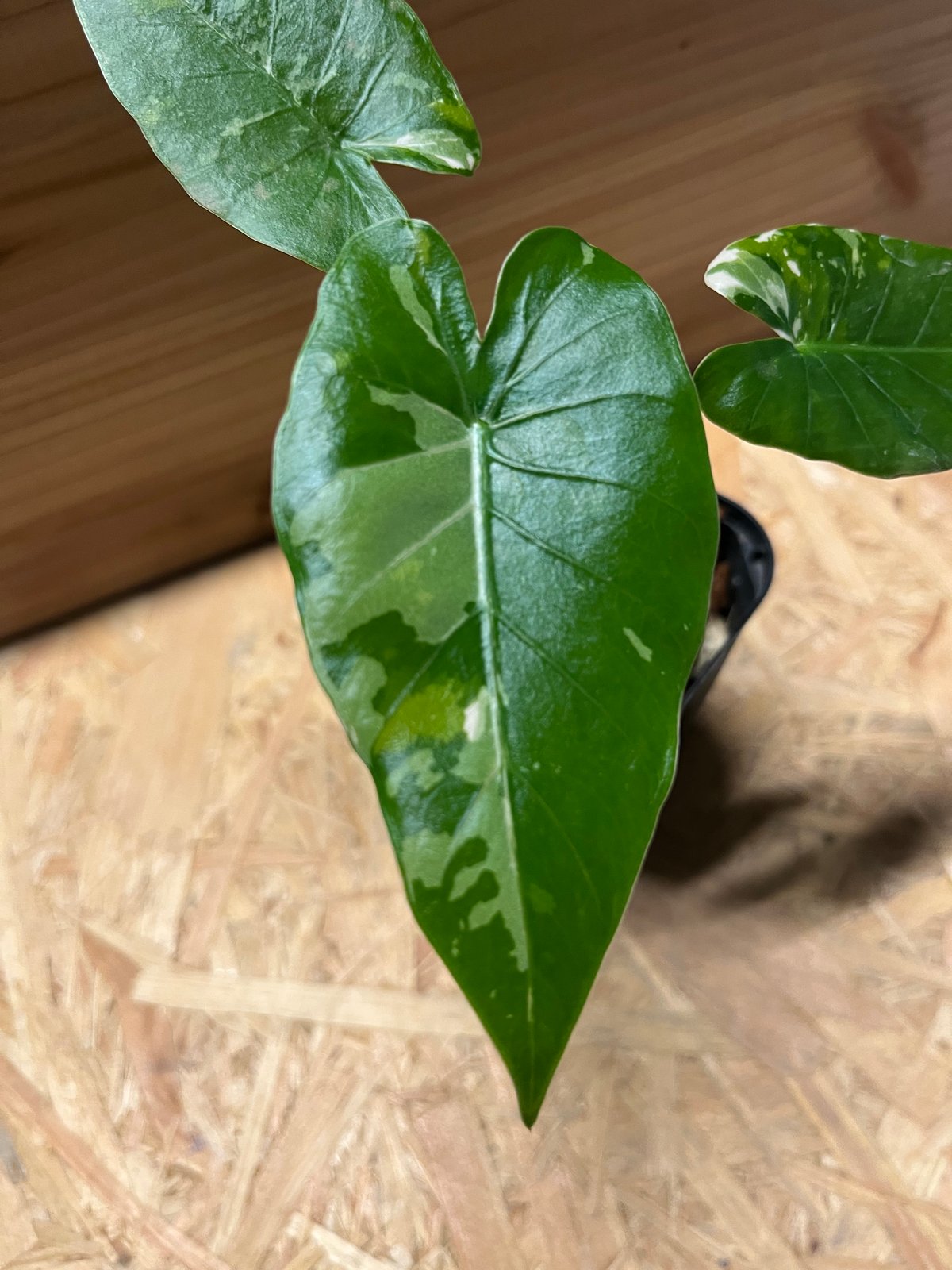 Alocasia Okinawa Silver クワズイモ　斑入り 3年生 Alocasia Okinawa Silver クワズイモ 斑入り 3年生 DIY・工具