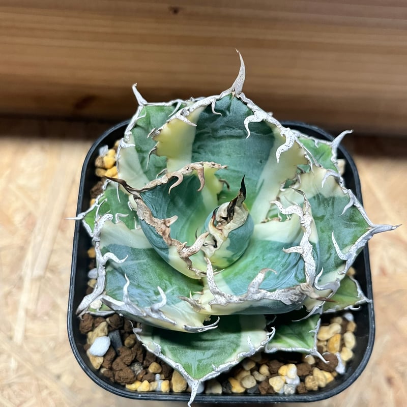 アガべ チタノタ '白鯨錦' | GREEN LUCK