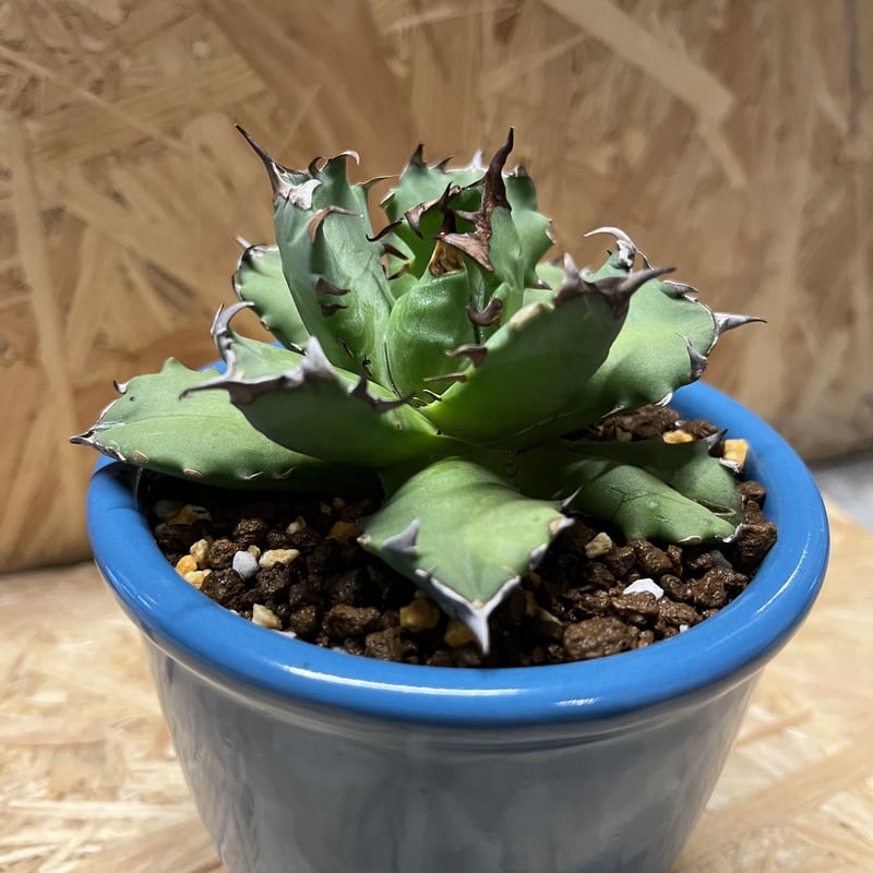 【希少鉢付き】アガベ チタノタ 農大No.1 × SRL×BAPExつかもと 希少鉢付き】アガベ チタノタ 農大No.1 × SRL×BAPExつかもと - メルカリ