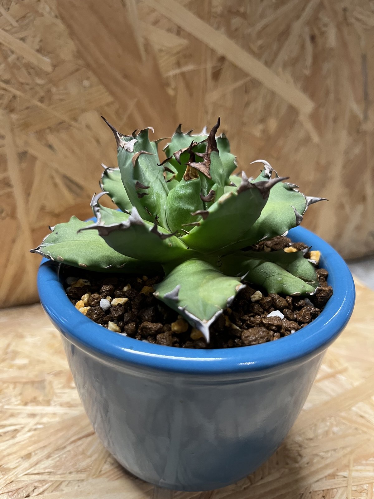 アガベ チタノタ　農大　鉢ごと発送　親株　ドライガーデン アガベ チタノタ 農大 鉢ごと発送 親株 ドライガーデン