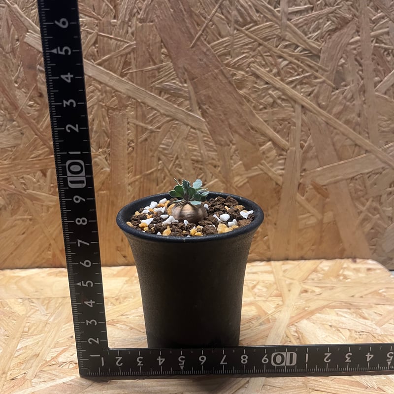 オトンナ カカリオイデス実生 | GREEN LUCK