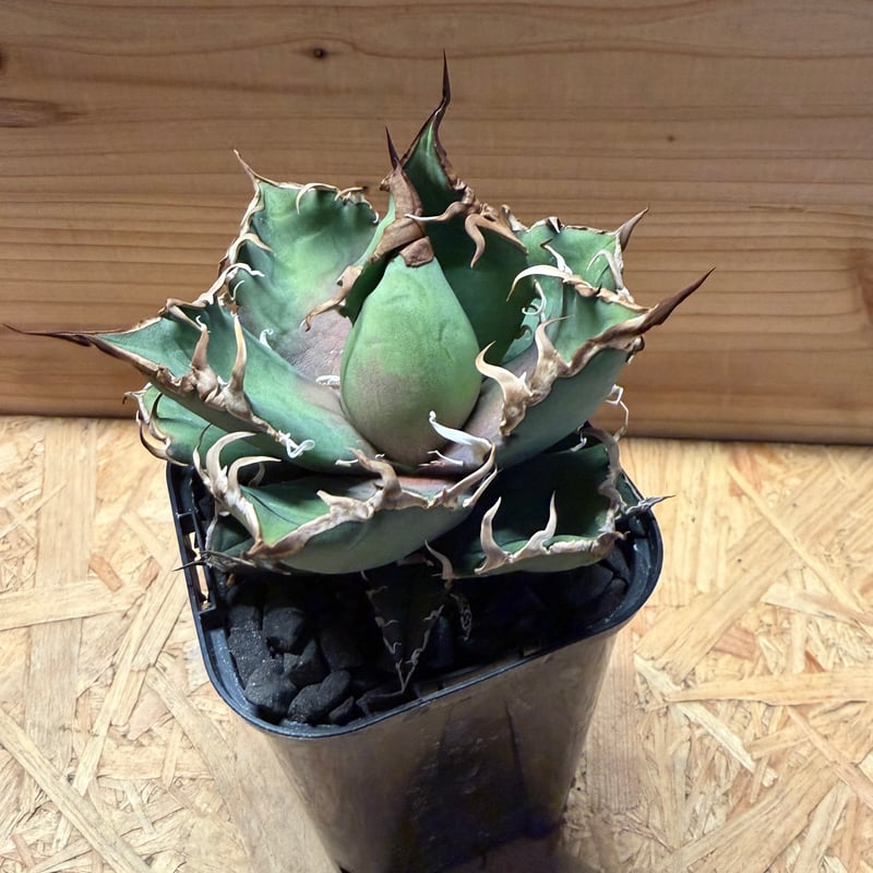 アガベ チタノタ 'シーザー' | GREEN LUCK