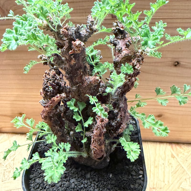 ペラルゴニウム アルテルナンス | GREEN LUCK