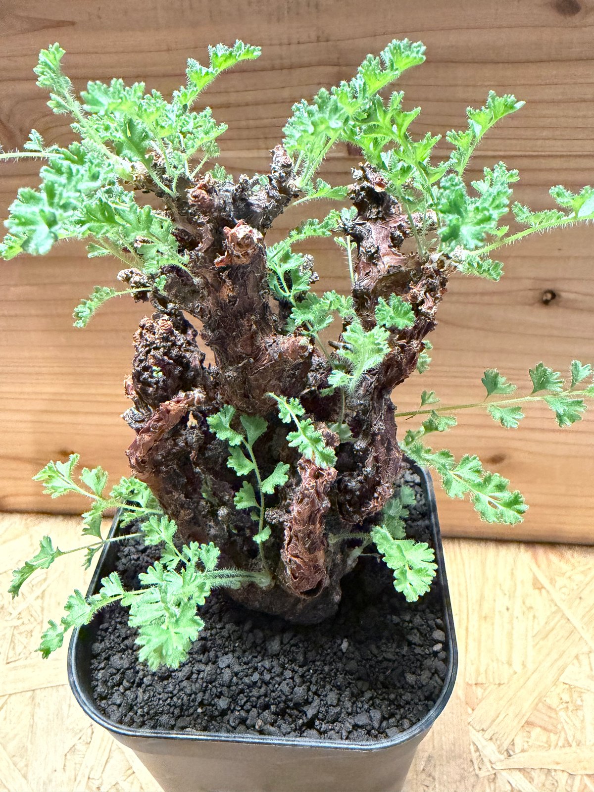 ペラルゴニウム アルテルナンス | GREEN LUCK