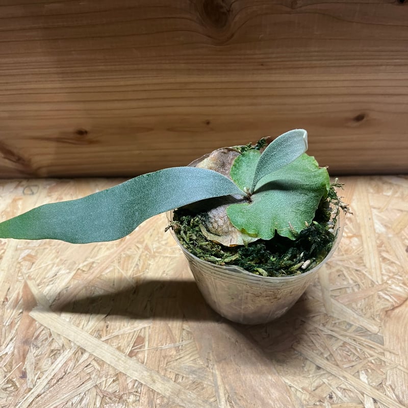 ビカクシダ　ホワイトホーク/ チランジア　ラブノット ビカクシダ ホワイトホーク/ チランジア ラブノット 2025年最新