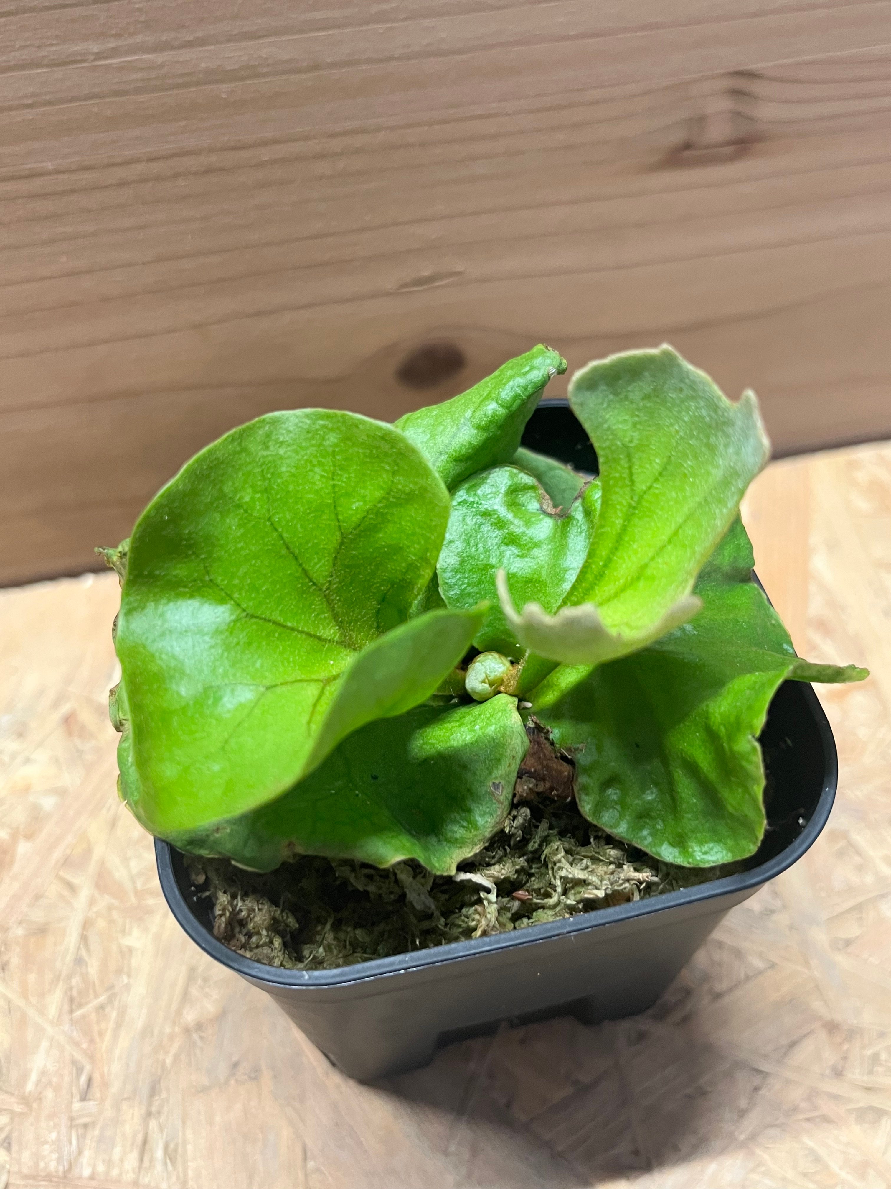 ビカクシダ　リドレイ　ドワーフ&コンパクト　板付け　P15 TC ビカクシダ リドレイ ドワーフ&コンパクト | GREEN LUCK