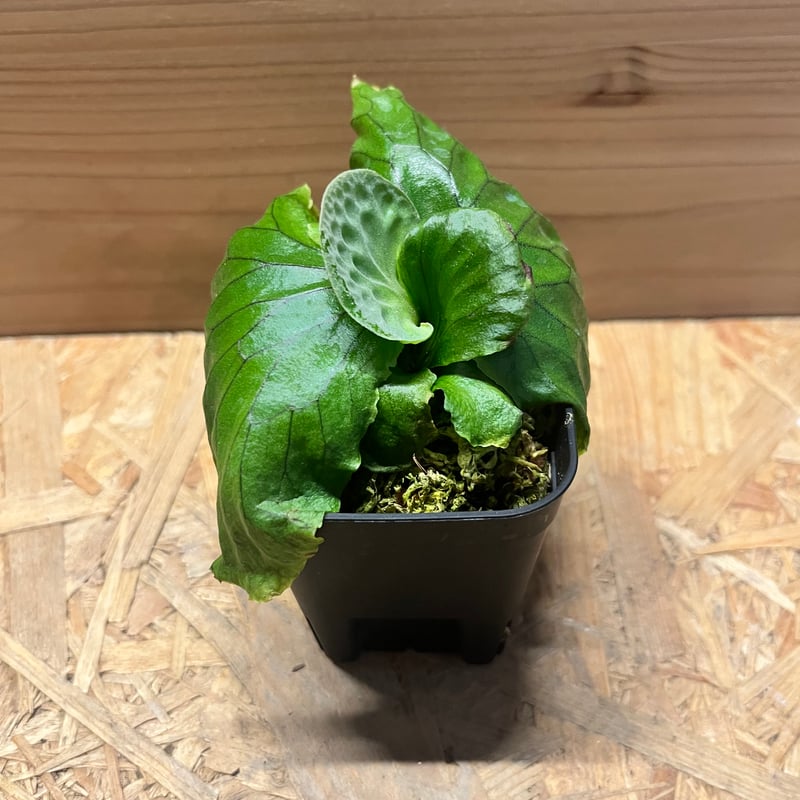 ビカクシダ マダガスカリエンセ | GREEN LUCK