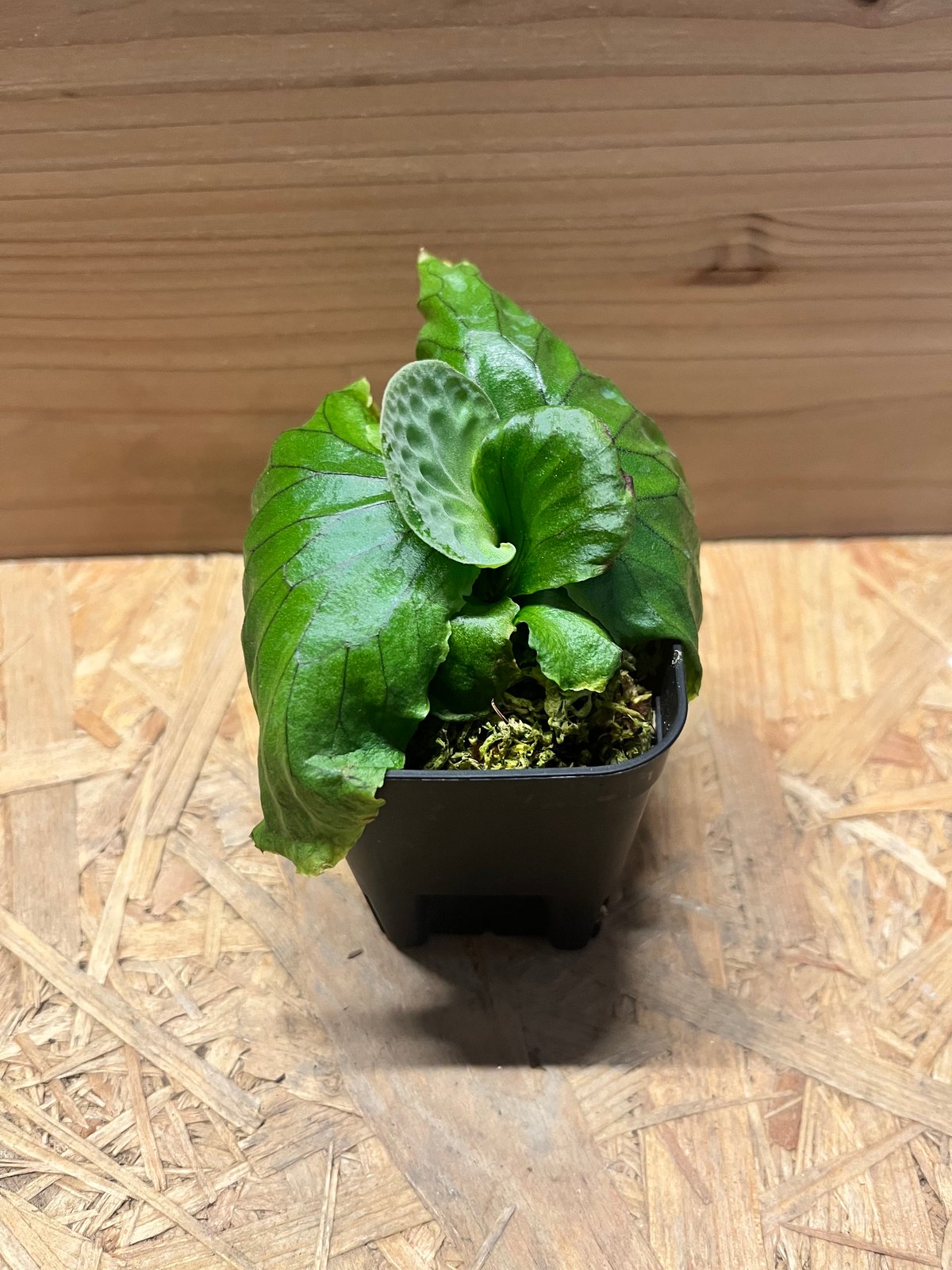 ビカクシダ マダガスカリエンセ | GREEN LUCK