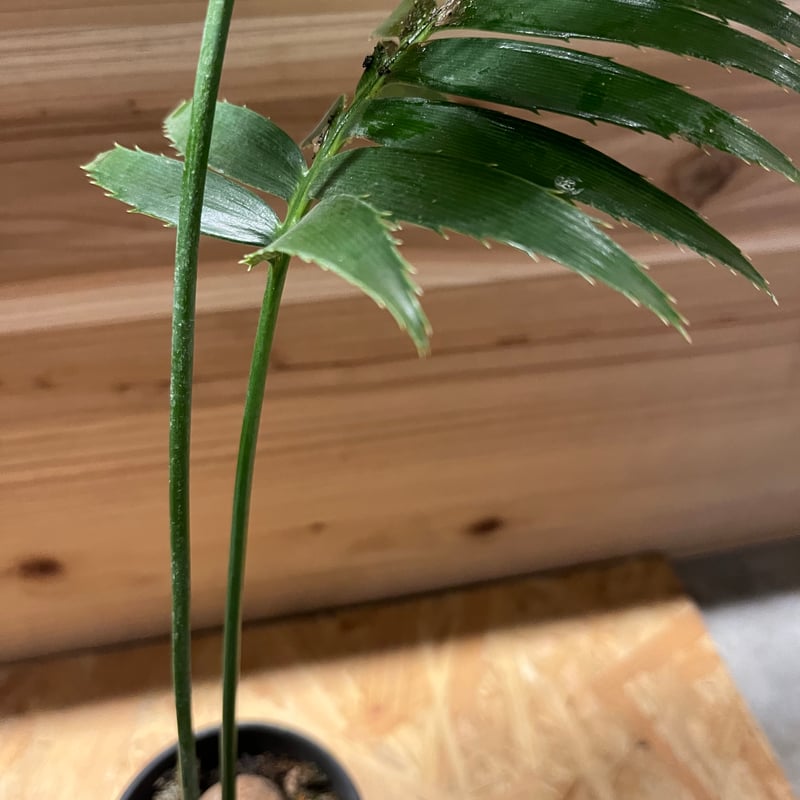 ディオーン スピヌロスム | GREEN LUCK