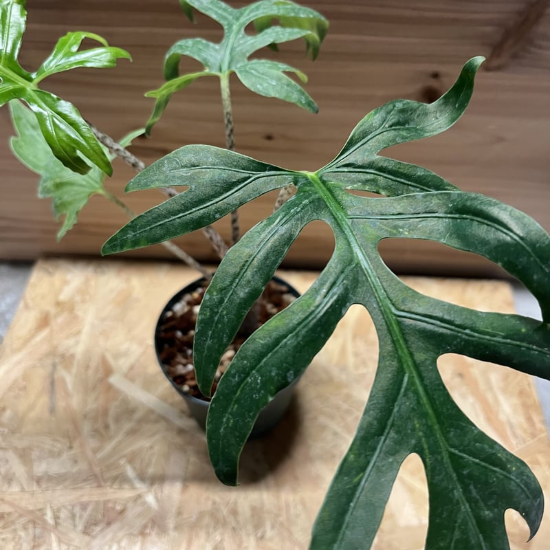 アロカシア ブランキフォリア | GREEN LUCK