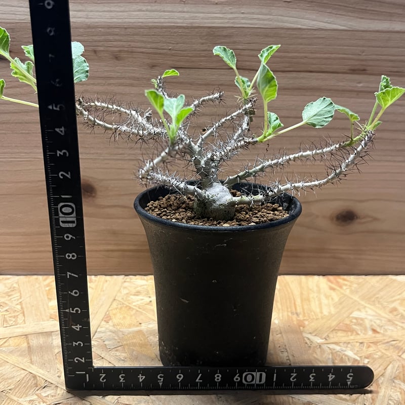 Masashi 【管理良好・発根済】ヤトロファ　マルギナータ（塊根植物） 管理良好・発根済】ヤトロファ マルギナータ（塊根植物