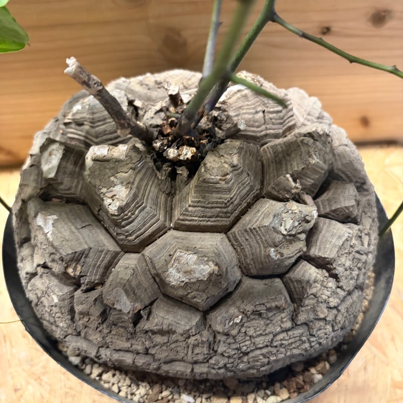 新芽展開セール★現地球　亀甲竜（ディオスコレア・エレファンティペス）　発送済 ディオスコレア エレファンティペス 亀甲竜 | GREEN LUCK