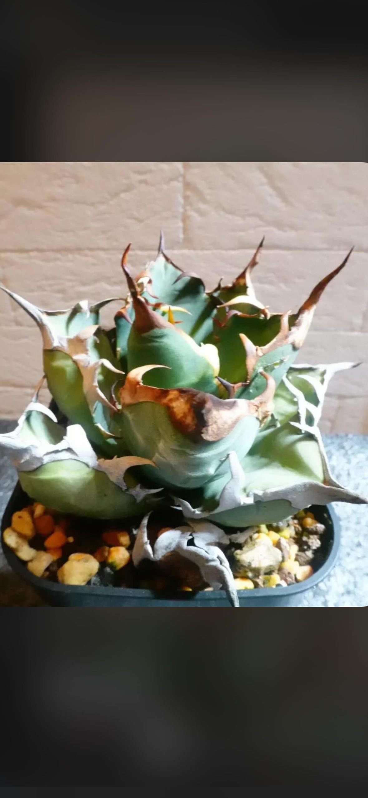 アガベ チタノタ オアハカ | GREEN LUCK