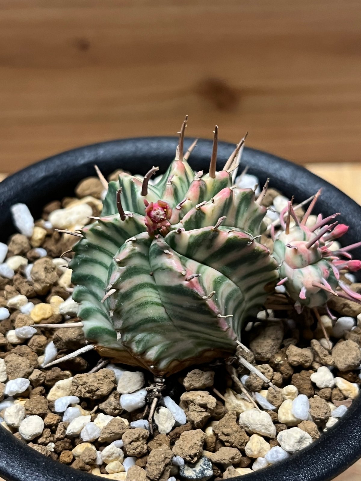 ユーフォルビア メロフォルミス錦 | GREEN LUCK