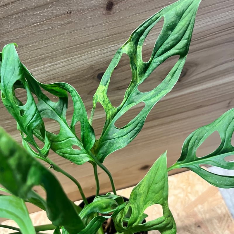 モンステラ レモンライム バリエガーター A モンステラ レモンライム バリエガーター A