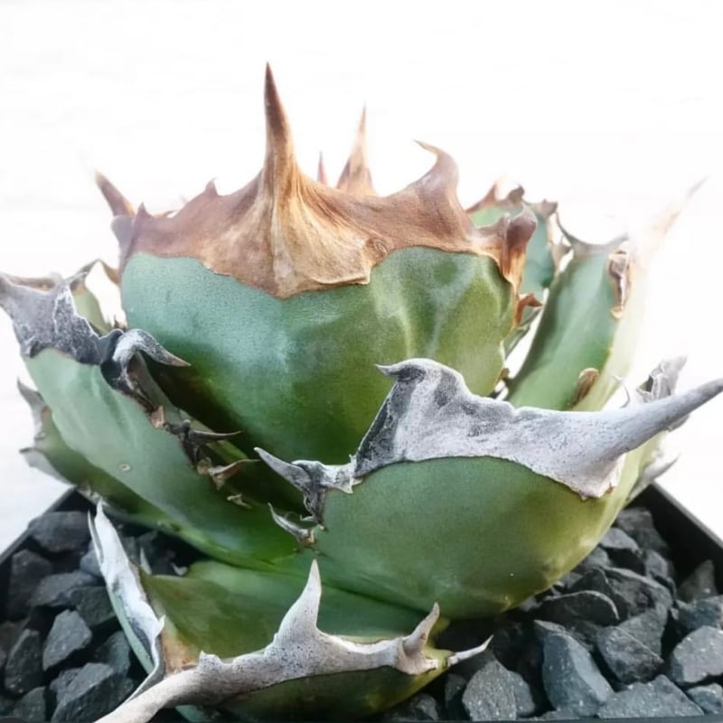 アガベ チタノタ ソルティードッグ | GREEN LUCK