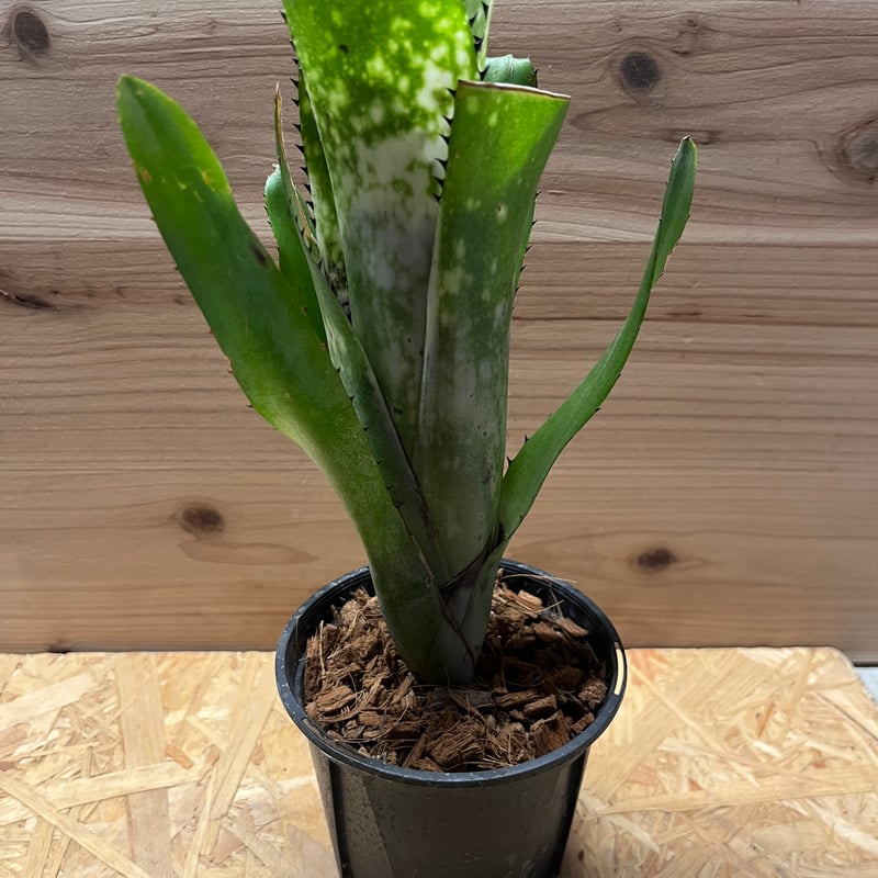 ビルベルギア カハカイ | GREEN LUCK