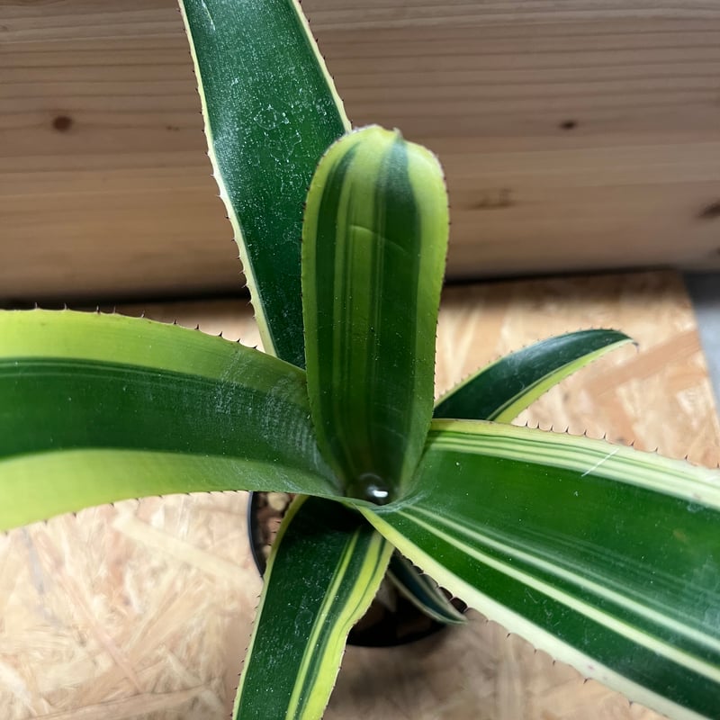 ビルベルギア ビッタータ ラルフグラハムフレンチ | GREEN LUCK