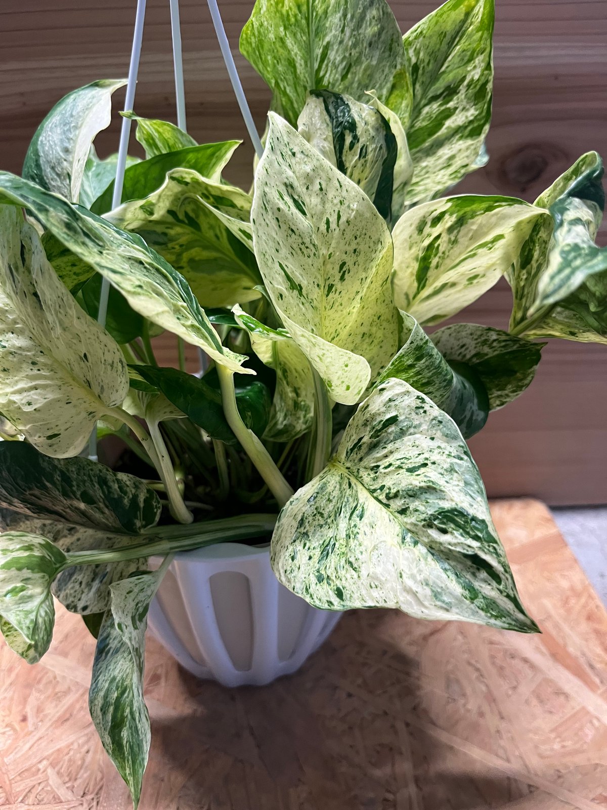 ポトス　テルノグレース　現品 送料込み】観葉植物 ポトス テルノグレース② 5号サイズ プラ