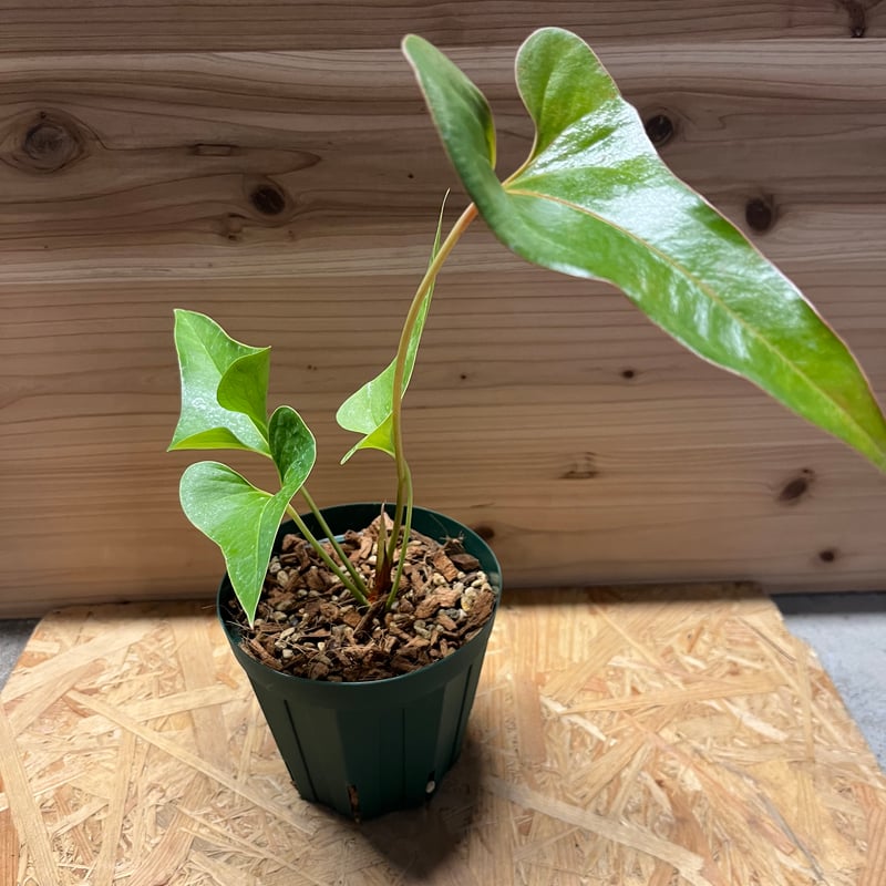 アンスリウム　ブロウニー　Anthurium Brownie 斑入り　激レア アンスリウム ブロウニー | GREEN LUCK