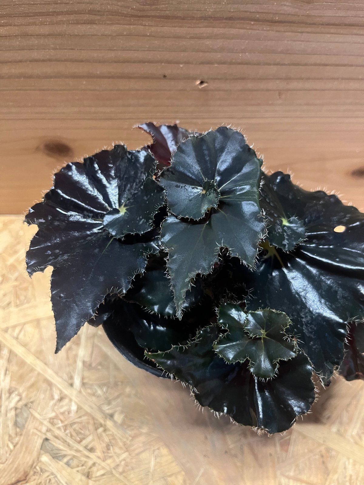 ベゴニア ダークマンボ | GREEN LUCK