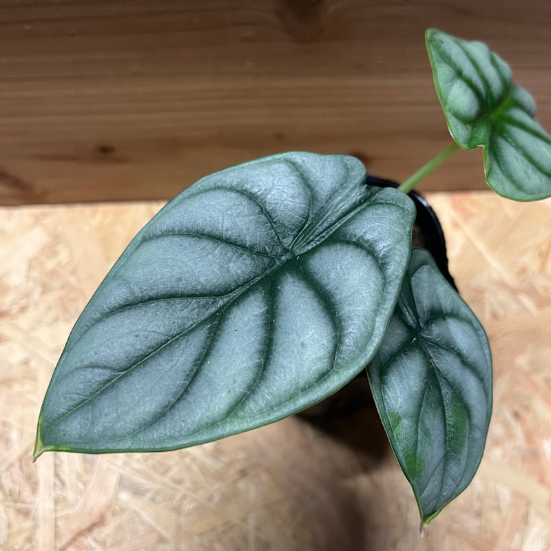 アロカシア シルバードラゴン | GREEN LUCK
