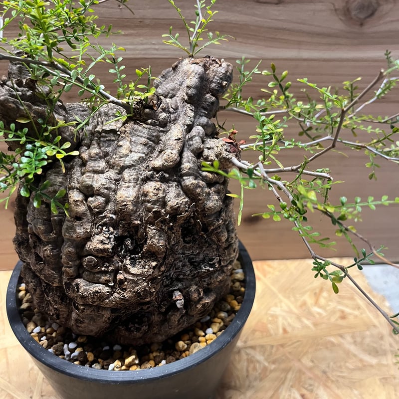 オペルクリカリア パキプス 発根済み | GREEN LUCK