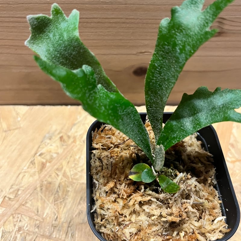 よ*マ様 P.willinckii spur シュプール　ビカクシダ P.willinckii 'Spur' ミニュチュアビカク こんなビカクシダ