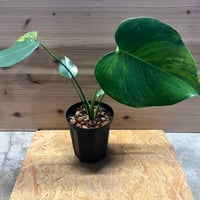 フィロデンドロン ジョーピー 斑入り | GREEN LUCK