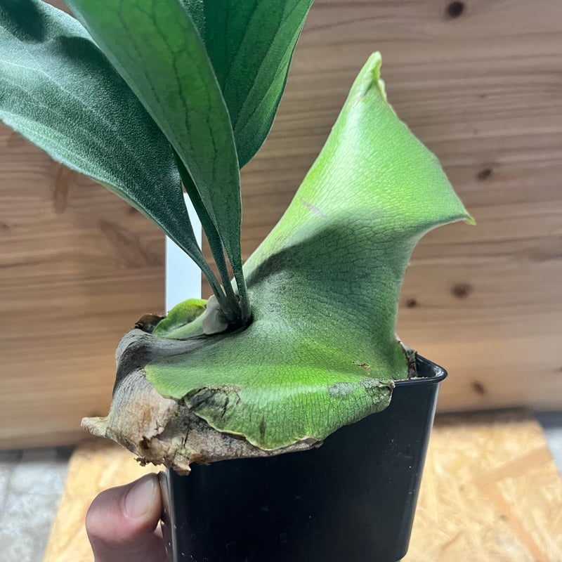 ビカクシダ　大株　ヒリードラゴン ビカクシダ ヒリー ドラゴン | GREEN LUCK