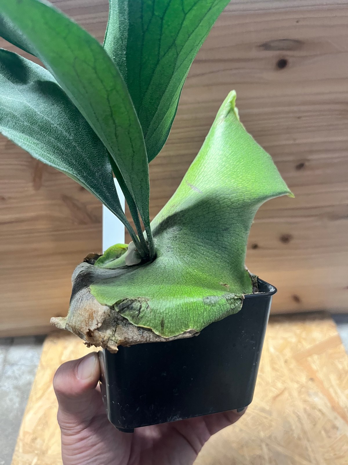 ビカクシダ ヒリー ドラゴン | GREEN LUCK