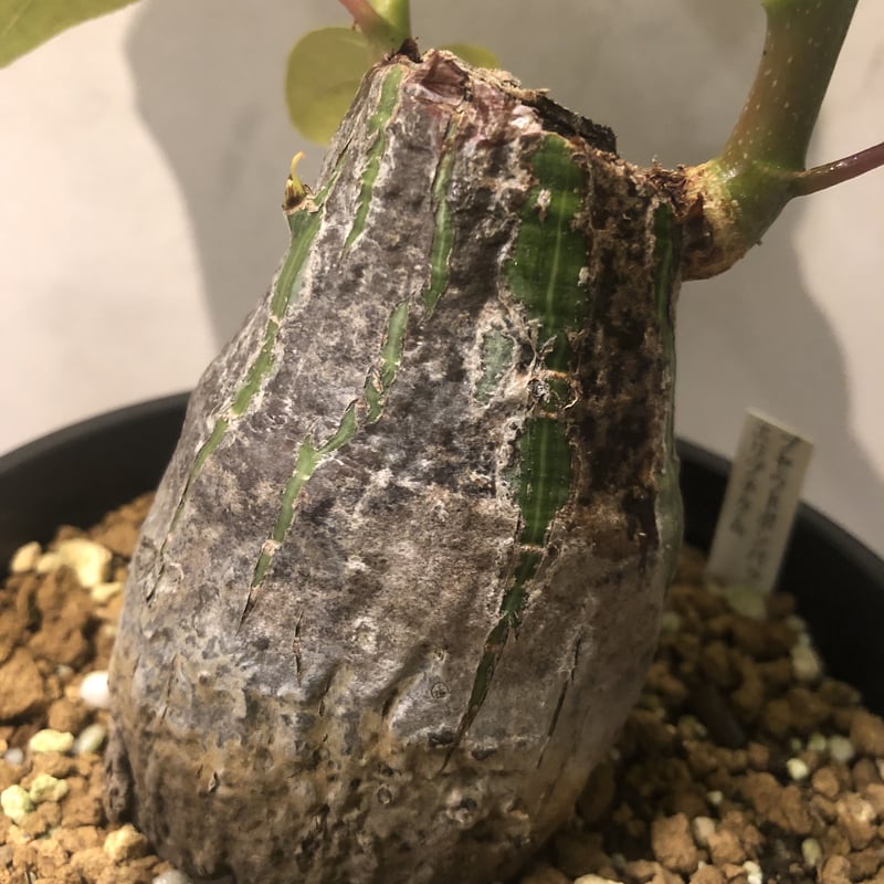 ボンバックス プセウドボンバックス エリプティクム | GREEN LUCK