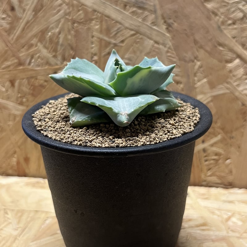 アガベ イシスメンシス 白玉 レア 子株 アガベ イシスメンシス ホワイト | GREEN LUCK