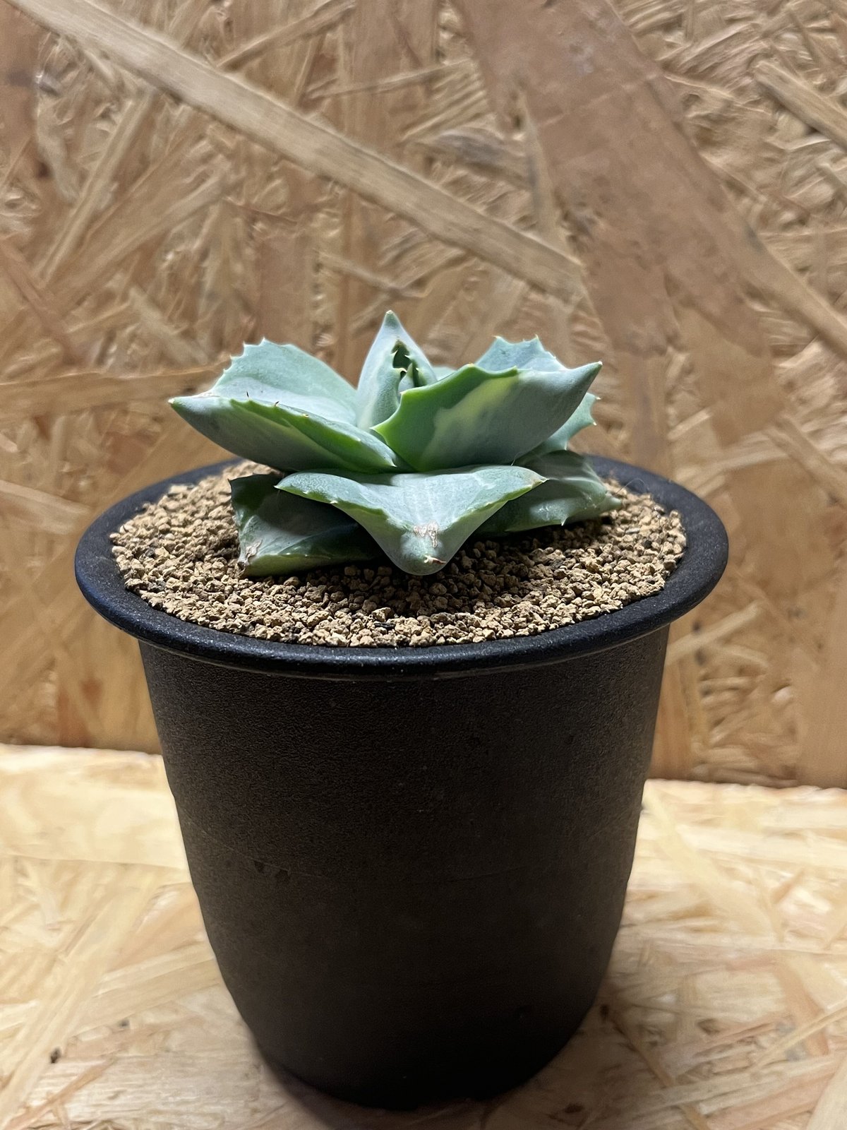 ユ*ダ様 アガベ イシスメンシス 白玉 レア 子株　sad 子株セット ユ*ダ様 アガベ イシスメンシス 白玉 レア 子株 sad 子株セット アガベ